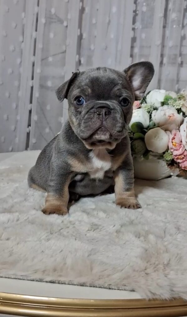 Kenii French Bulldog Kenii French Bulldog