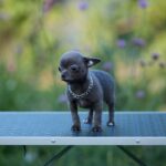 Kenza-female-Chihuahua-puppy-for-sale-1