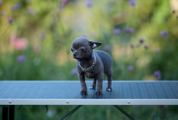 Kenza Chihuahua Kenza Chihuahua
