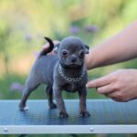 Kenza-female-Chihuahua-puppy-for-sale-2