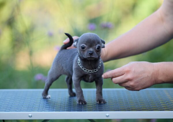 Kenza Chihuahua Kenza Chihuahua