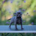Kenza-female-Chihuahua-puppy-for-sale-3