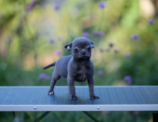 Kenza Chihuahua Kenza Chihuahua