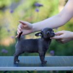 Kenza-female-Chihuahua-puppy-for-sale-4