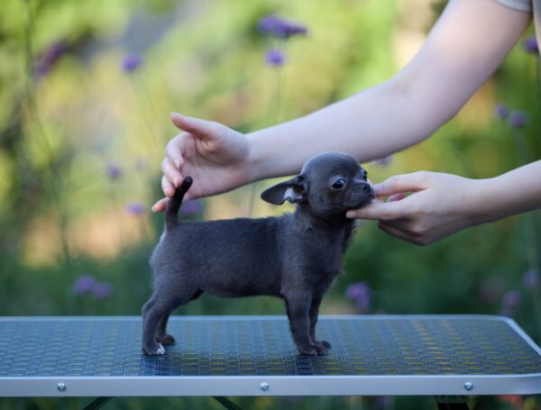 Kenza Chihuahua Kenza Chihuahua