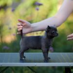 Kenza-female-Chihuahua-puppy-for-sale-5