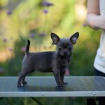 Kenza-female-Chihuahua-puppy-for-sale-6