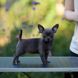 Kenza Chihuahua Kenza Chihuahua