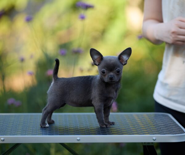 Kenza Chihuahua Kenza Chihuahua