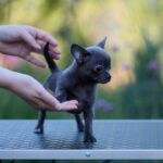 Kenza-female-Chihuahua-puppy-for-sale-7