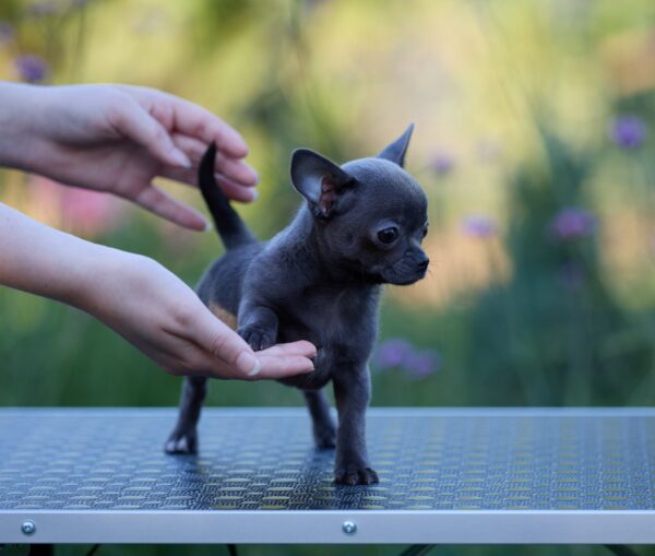 Kenza Chihuahua Kenza Chihuahua