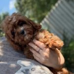 Kerri-female-cavapoo-puppy-for-sale-1 (1)