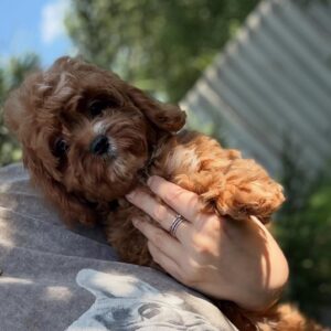 Kerri Cavapoo Kerri Cavapoo