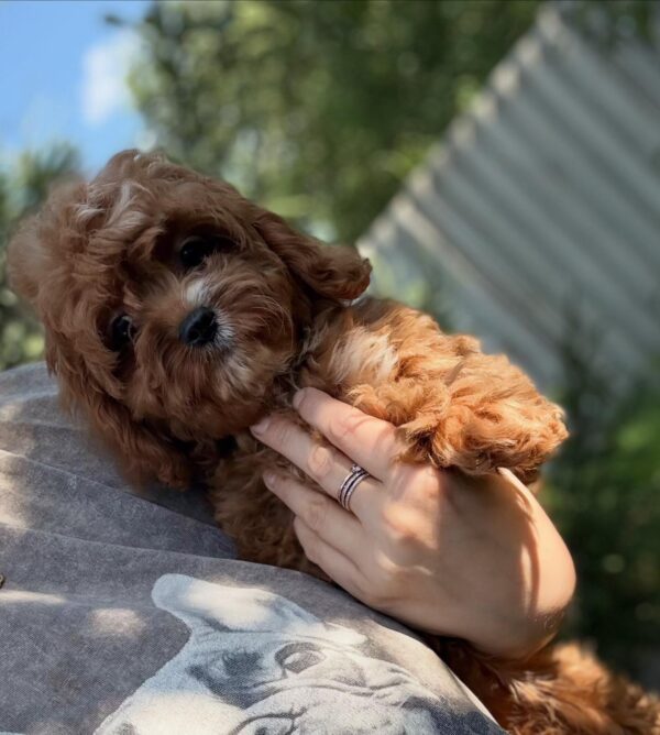 Kerri Cavapoo Kerri Cavapoo