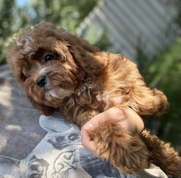 Kerri Cavapoo Kerri Cavapoo