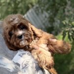 Kerri-female-cavapoo-puppy-for-sale-1 (3)