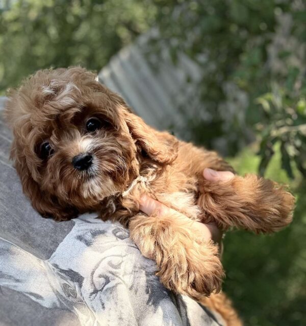 Kerri Cavapoo Kerri Cavapoo