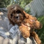 Kerri-female-cavapoo-puppy-for-sale-1 (4)