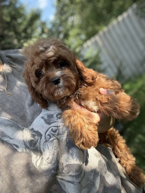 Kerri Cavapoo Kerri Cavapoo