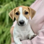 Khaneta-female-Jack-Russell-Terrier-puppy-for-sale-1 (1)