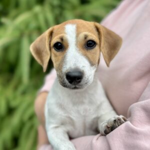 Khaneta Jack Russell Terrier Khaneta Jack Russell Terrier