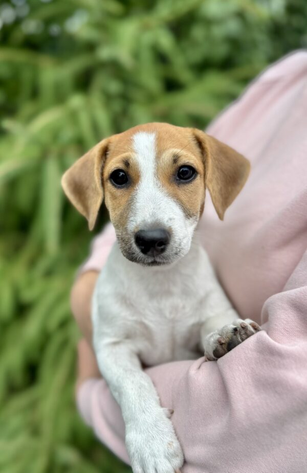 Khaneta Jack Russell Terrier Khaneta Jack Russell Terrier
