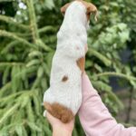 Kholli-female-Jack-Russell-Terrier-puppy-for-sale-1 (1)