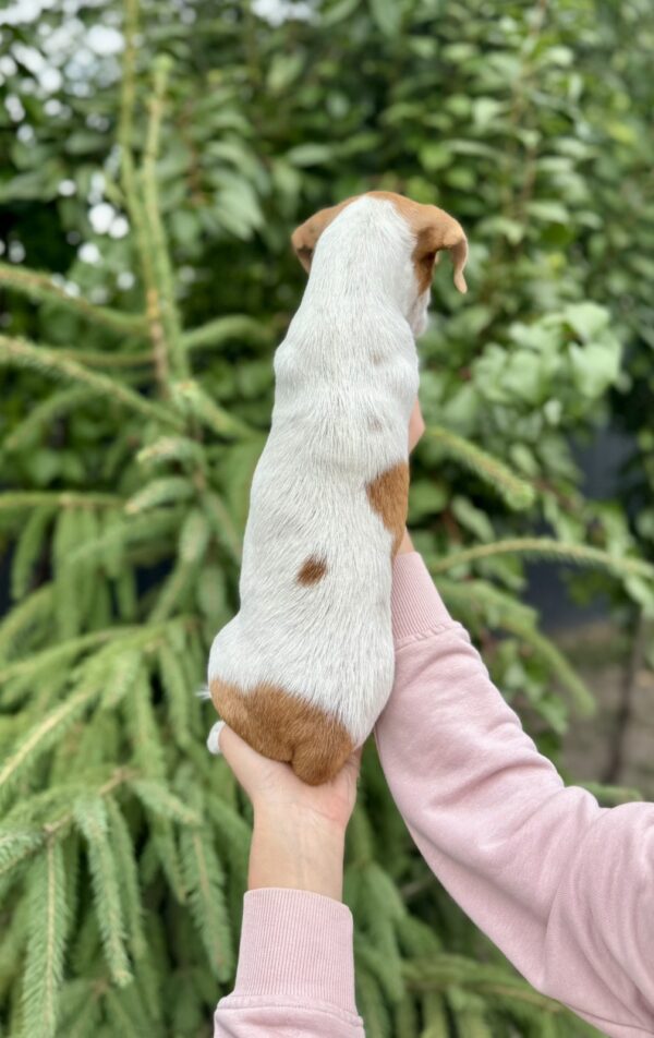 Kholli Jack Russell Terrier Kholli Jack Russell Terrier