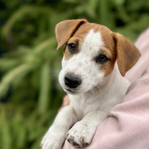 Kholli Jack Russell Terrier Kholli Jack Russell Terrier