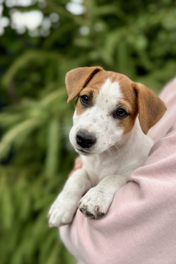 Kholli Jack Russell Terrier Kholli Jack Russell Terrier
