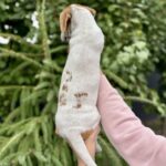 Khuana-female-Jack-Russell-Terrier-puppy-for-sale-1 (1)