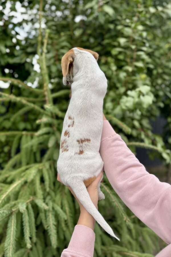Khuana Jack Russell Terrier Khuana Jack Russell Terrier