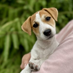 Khuana Jack Russell Terrier Khuana Jack Russell Terrier