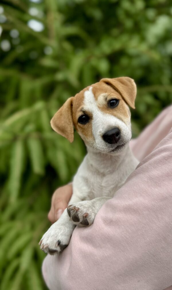 Khuana Jack Russell Terrier Khuana Jack Russell Terrier
