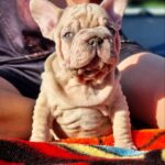 King-male-French-bulldog-puppy-for-sale-1