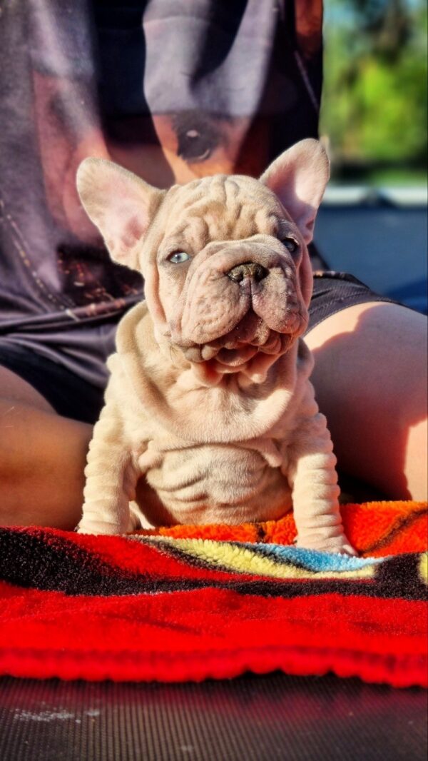 King Big Rope French Bulldog King Big Rope French Bulldog
