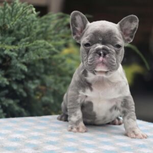 Kingo Big Rope French Bulldog Kingo Big Rope French Bulldog