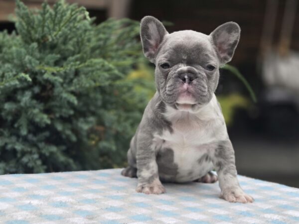 Kingo Big Rope French Bulldog Kingo Big Rope French Bulldog