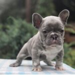 Kingo-male-big-roope-french-bulldog-puppy-for-sale-1 (3)