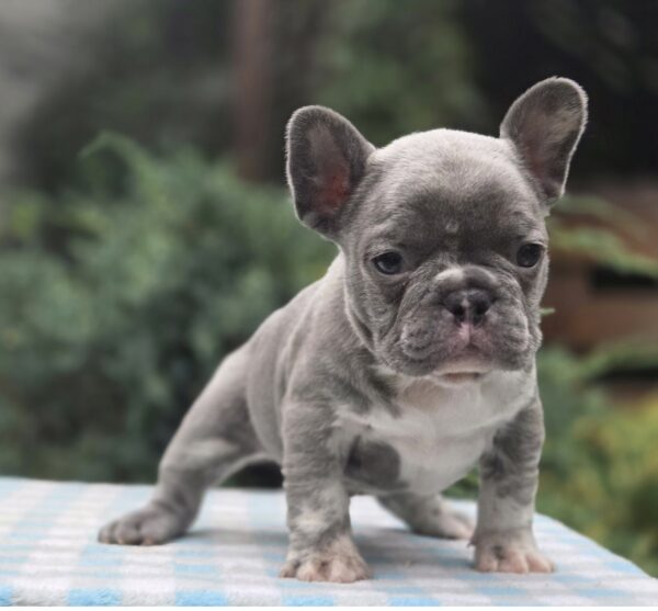 Kingo Big Rope French Bulldog Kingo Big Rope French Bulldog