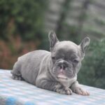 Kingo-male-big-roope-french-bulldog-puppy-for-sale-1 (4)
