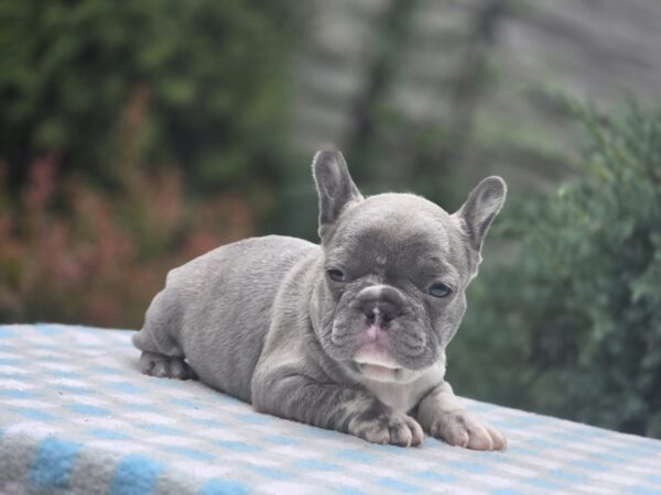 Kingo Big Rope French Bulldog Kingo Big Rope French Bulldog