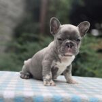 Kingo-male-big-roope-french-bulldog-puppy-for-sale-1 (5)