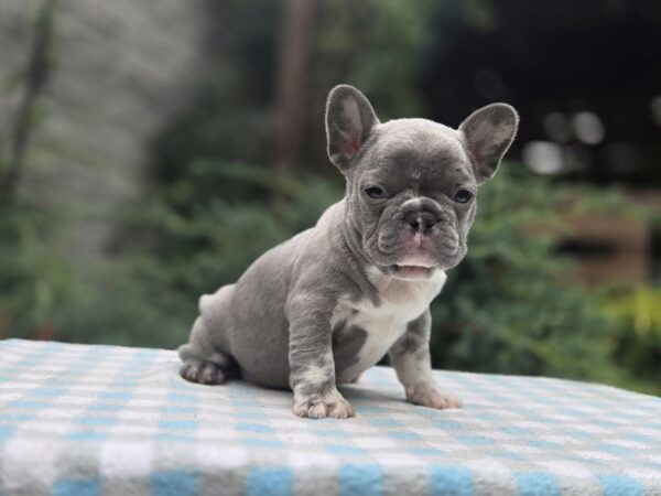 Kingo Big Rope French Bulldog Kingo Big Rope French Bulldog