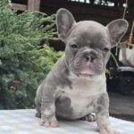 Kingo-male-big-roope-french-bulldog-puppy-for-sale-1 (6)