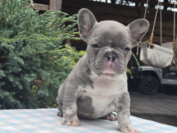Kingo Big Rope French Bulldog Kingo Big Rope French Bulldog