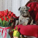 Klodo-male-french-bulldog-puppy-for-sale-1 (1)