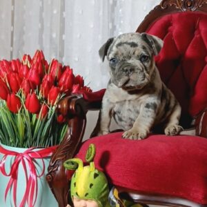 Klodo French Bulldog Klodo French Bulldog