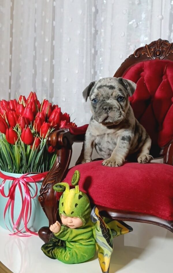 Klodo French Bulldog Klodo French Bulldog