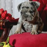 Klodo-male-french-bulldog-puppy-for-sale-1 (2)